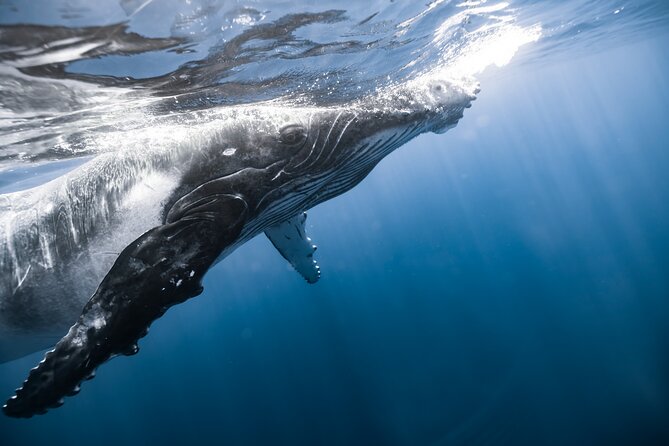 Private Whale Watching Activity: 6 passengers max - The December through April whale season