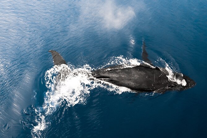 Private Whale Watching Activity: 6 passengers max - Is $500 good value for Oahu?