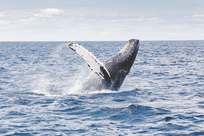 Private Whale Watching Adventure - Two hours on a small private boat