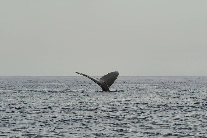 Private Whale Watching Adventure - Coastal views between wildlife sightings