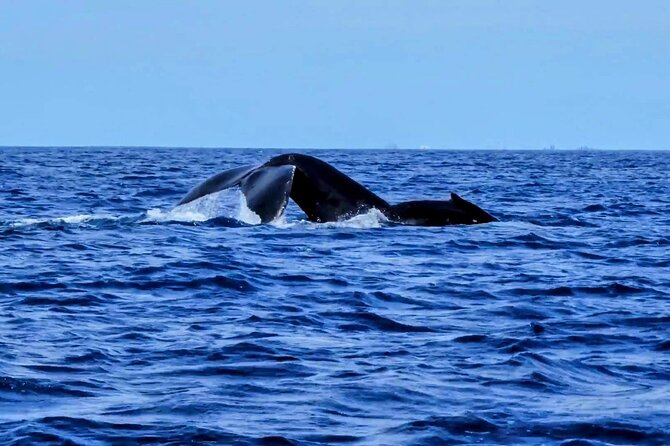 Private Whale Watching Adventure - Seating, comfort, and the Zodiac-style ride