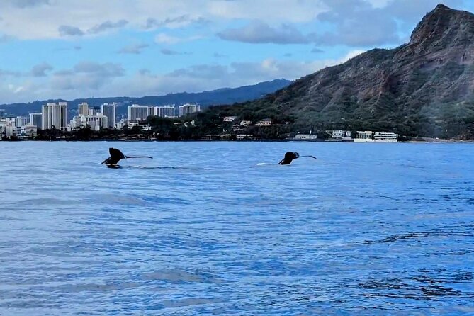 Private Whale Watching Adventure - Choosing morning or afternoon
