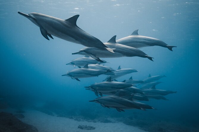 Private Whale Watching and Coastal Swimming Tour Honolulu - Searching for humpback whales in Hawaiian waters