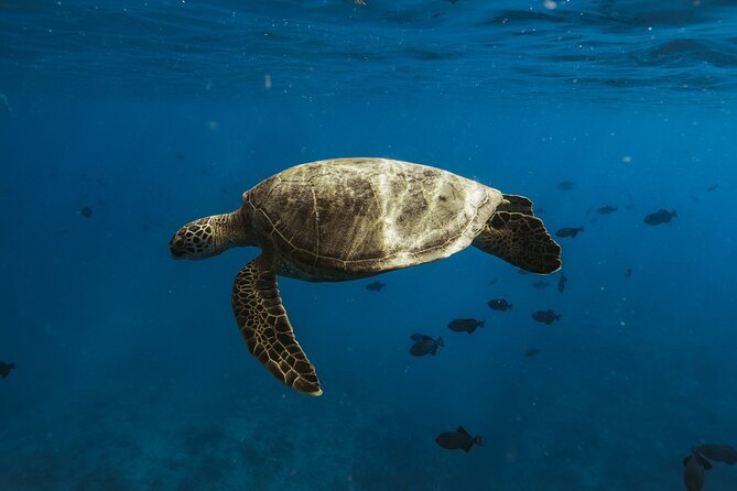 Private Whale Watching and Coastal Swimming Tour Honolulu - Who will enjoy this Honolulu boat trip most?