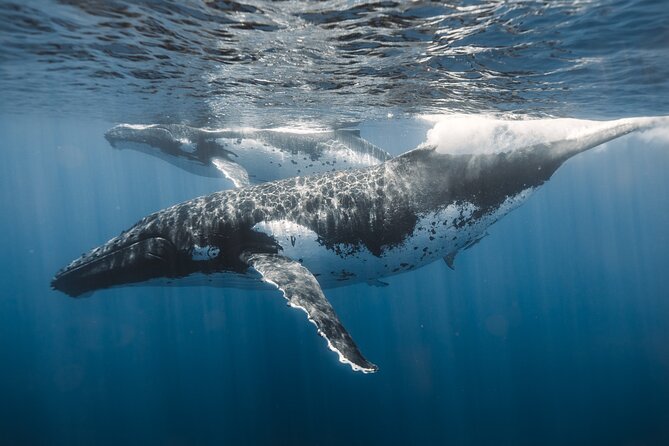 Private Whale Watching and Coastal Swimming Tour Honolulu - Final call: book it for privacy and flexibility