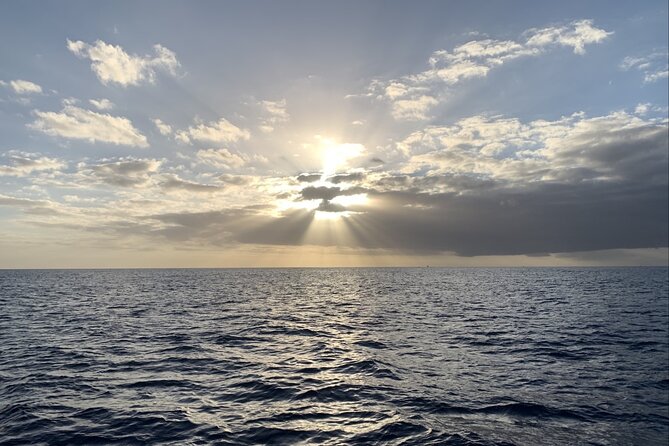 Private Whale Watching and Dolphin Excursion - Leaving from 1125 Ala Moana Boulevard