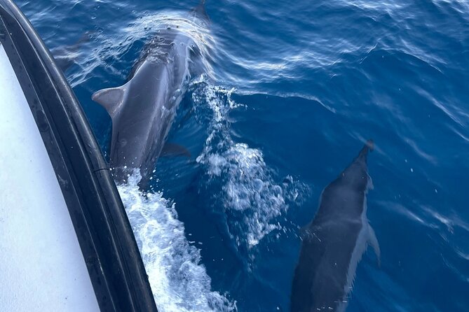 Private Whale Watching and Dolphin Excursion - Why the private format can be worth $265