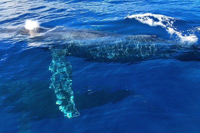 Private Whale Watching Safari from North Shore Oahu - Setting out from Haleiwa for a private North Shore view