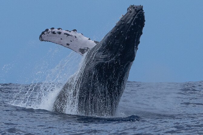 Private Whale Watching Safari from North Shore Oahu - Waimea Bay and its powerful winter surf
