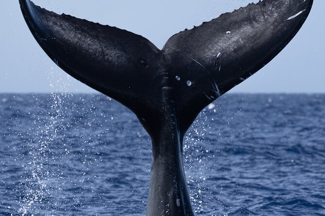 Private Whale Watching Safari from North Shore Oahu - Banzai Pipeline, the North Shore’s famous break