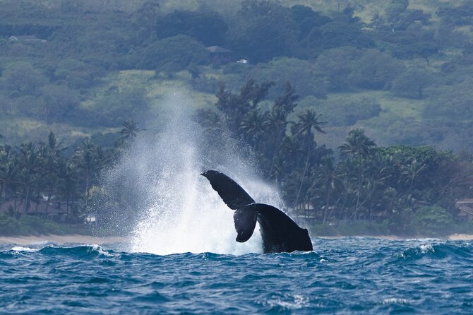 Private Whale Watching Safari from North Shore Oahu - What the $600 price really buys