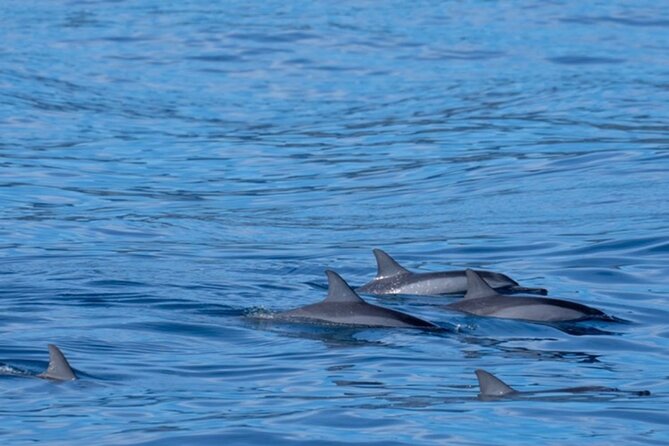 Private Whale Watching Safari from North Shore Oahu - Weather, wildlife, and the limits of the plan