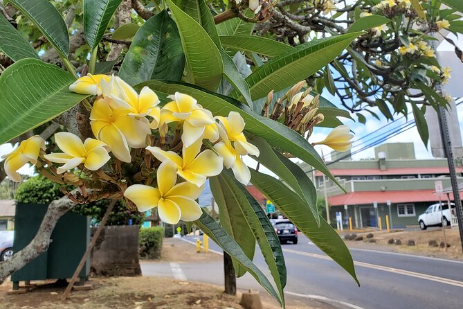 Round Trip North Shore Shuttle from Waikiki to Haleiwa Town / Haleiwa Harbor - Two return times change the feel of the day