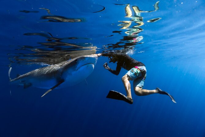 Safe and Educational Shark Dive from Haleiwa: Sharks Guaranteed - Key points for your Haleiwa shark encounter
