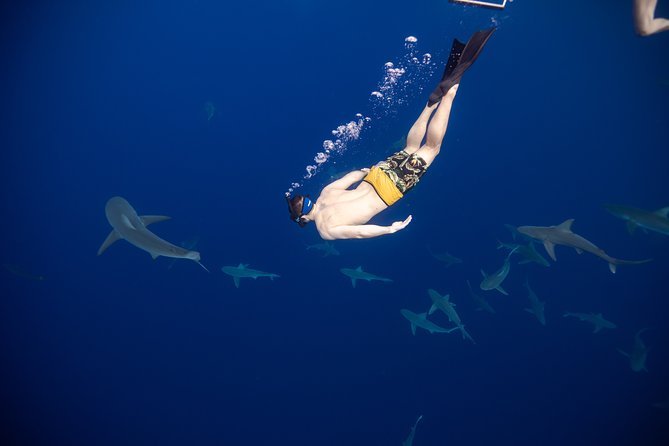 Safe and Educational Shark Dive from Haleiwa: Sharks Guaranteed - What happens when you enter the water