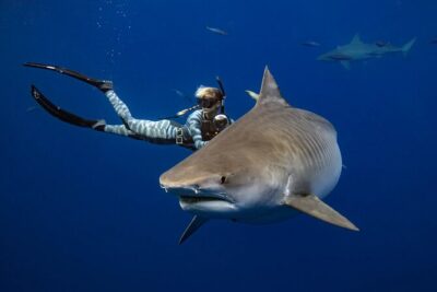 Safe and Educational Shark Dive from Haleiwa: Sharks Guaranteed