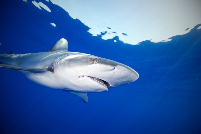 Safe and Educational Shark Dive from Haleiwa: Sharks Guaranteed - Why the shark guarantee matters