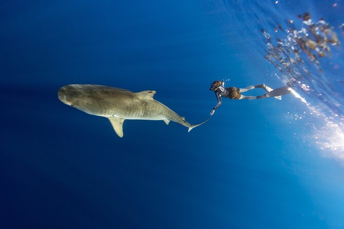 Safe and Educational Shark Dive from Haleiwa: Sharks Guaranteed - Safety is taken seriously, but speak up if you are nervous