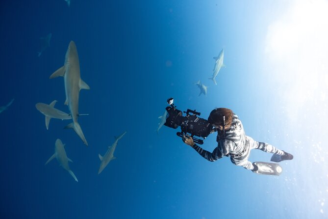 Safe and Educational Shark Dive from Haleiwa: Sharks Guaranteed - The guides make or break the mood