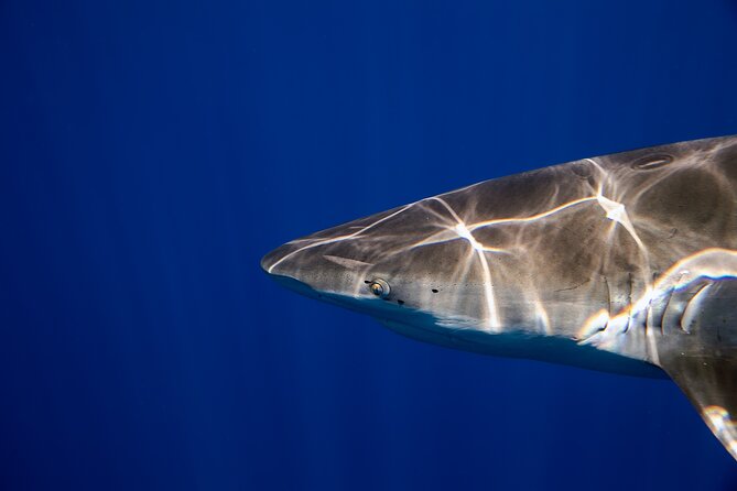 Safe and Educational Shark Dive from Haleiwa: Sharks Guaranteed - Weather, whales, and the realities of an ocean trip