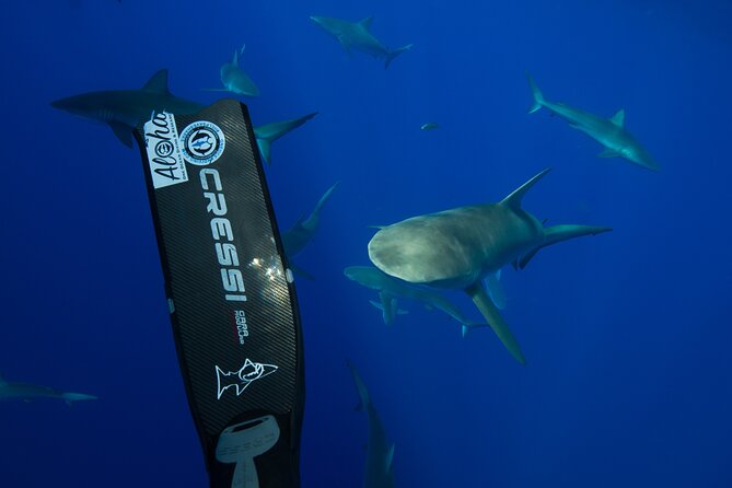 Safe and Educational Shark Dive from Haleiwa: Sharks Guaranteed - Is $165.71 a fair price?