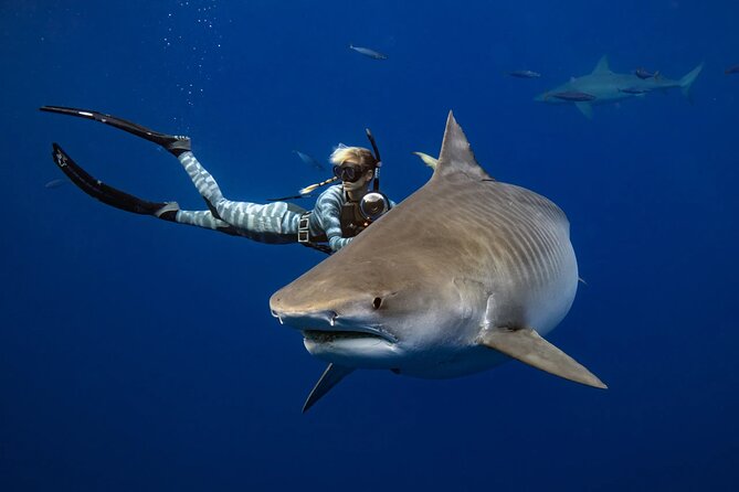 Safe and Educational Shark Dive from Haleiwa: Sharks Guaranteed - The boat ride is your first lesson about sharks