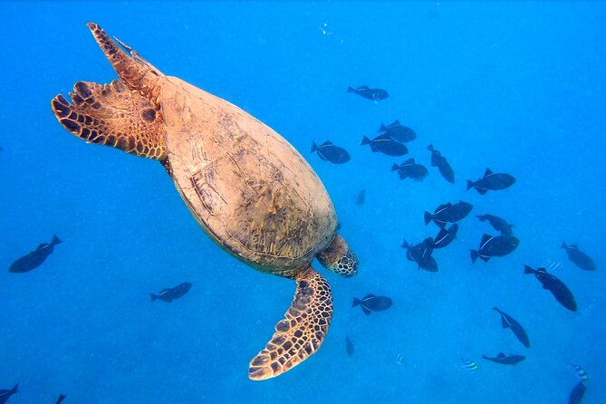 Sail and Turtle Snorkeling Tour in Waikiki - Comfort between swims