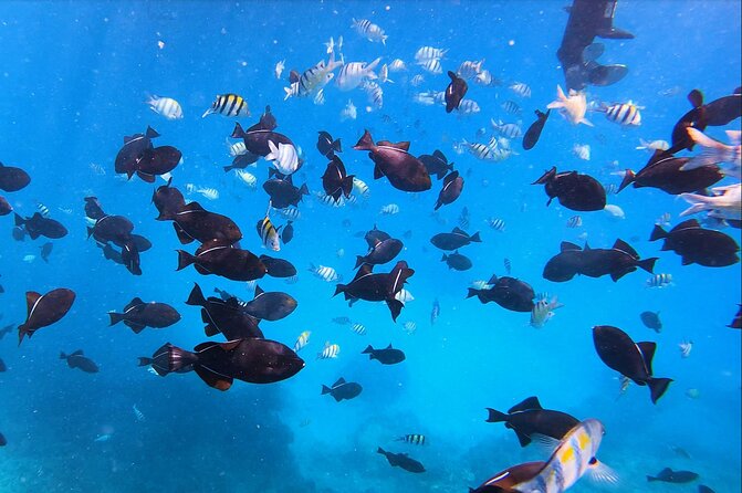 Sail and Turtle Snorkeling Tour in Waikiki - Timing, weather, and cancellation details
