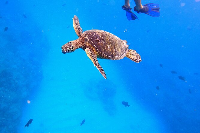 Sail and Turtle Snorkeling Tour in Waikiki - The ride along Oahu’s south coast