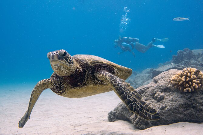 Scuba Dive at Electric Beach - Key points to know before you book