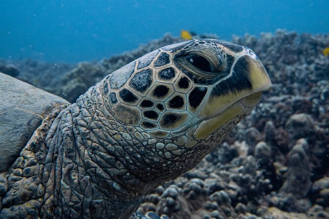 Scuba Dive at Electric Beach - A personalized plan begins before the water