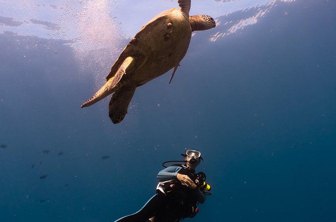 Scuba Dive at Electric Beach - Getting fitted and ready on the sand