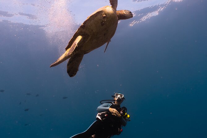 Scuba Dive at Electric Beach - Exploring coral, lava rock, and warm water