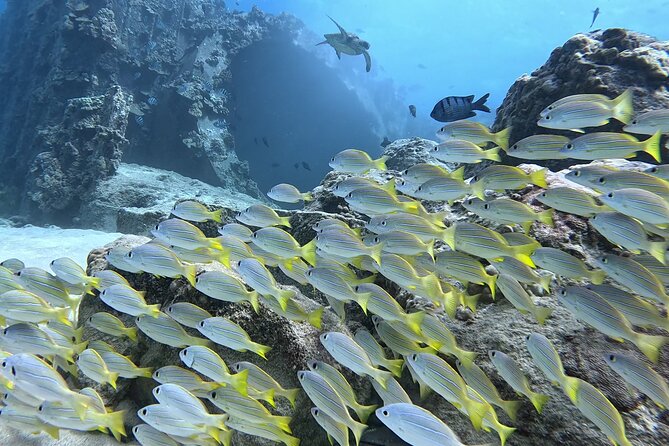 SCUBA Dive at Electric Beach with Photos -No Certification Needed - Who should book this experience
