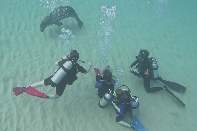 SCUBA Dive at Electric Beach with Photos -No Certification Needed - What happens during the two-hour experience