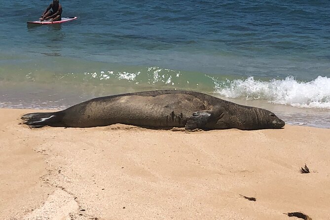 Sea / Eat & See The North Shore - Key points to know before booking