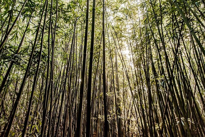 Self guided Hike Trail to Nature Walk & Waterfall - From Waikiki hotels to Manoa Valley