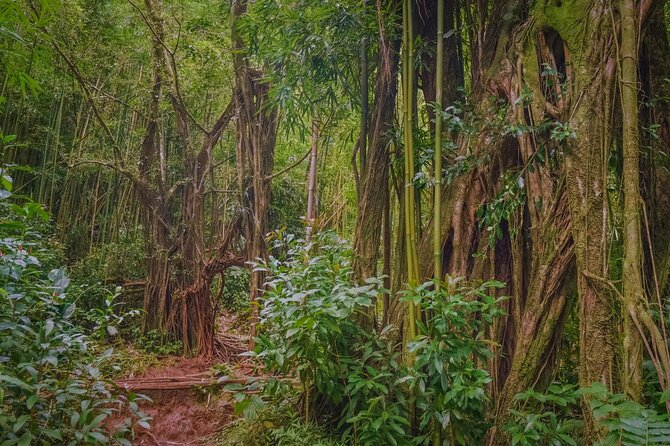 Self guided Hike Trail to Nature Walk & Waterfall - Why the guide can make the $79 worthwhile