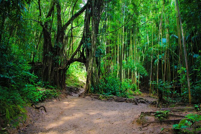 Self guided Hike Trail to Nature Walk & Waterfall - Manoa’s coffee and sugarcane story