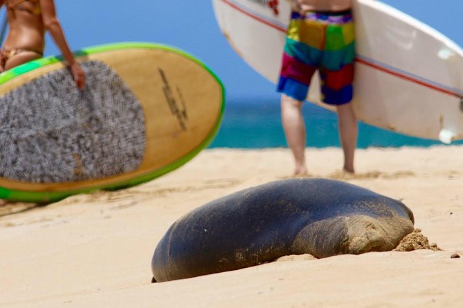 Semi-Private Surf Lesson - Sea turtles and the extra reward of looking around