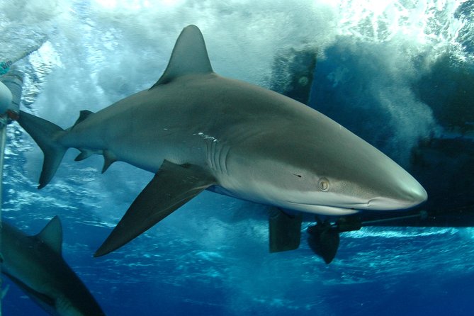 Shark Cage Diving on Oahu’s North Shore - Key points to know before you book
