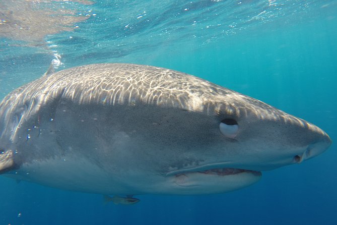 Shark Cage Diving on Oahu’s North Shore - Leaving Haleiwa Boat Harbor for open water