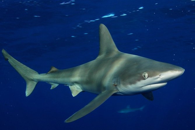 Shark Cage Diving on Oahu’s North Shore - The observer option for mixed-comfort groups