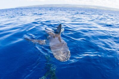 Shark Cage Diving on Oahu’s North Shore