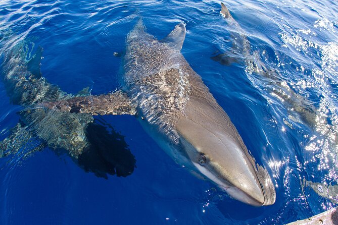 Shark Cage Diving on Oahu’s North Shore - Safety, nerves, and the shark encounter