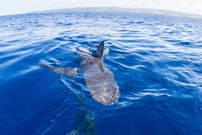 Shark Cage Diving on Oahu’s North Shore - How the floating cage feels in the water