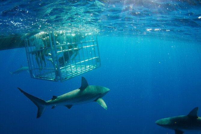 Shark Cage Diving On "The World Famous North Shore of Oahu", Hawaii - The North Shore setting gives the trip its character