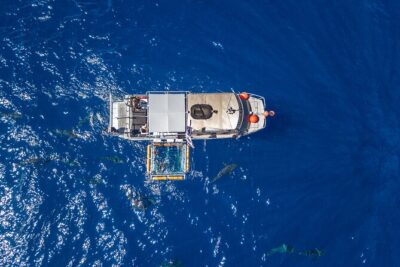 Shark Cage Diving On “The World Famous North Shore of Oahu”, Hawaii