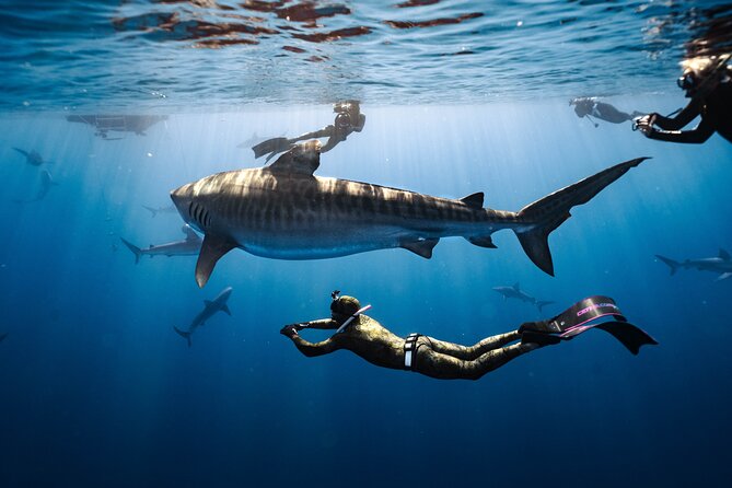 Shark Dive Private Charter No Cage - Key Points About This North Shore Shark Experience