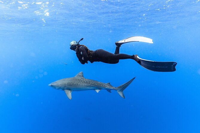 Shark Dive Private Charter No Cage - Meeting the Boat in Haleiwa